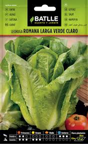 Semillas lechuga