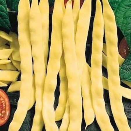 Semillas Judia blanca