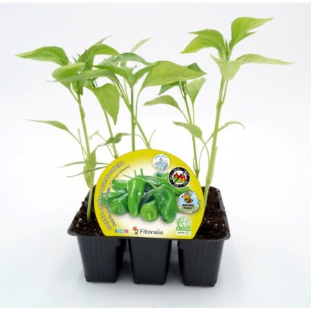 Plantón pimientos de Padrón