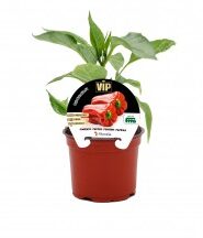 Plantón pimiento rojo