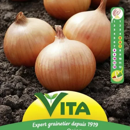 Semillas cebolla